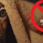 PUNILLA | PIROTECNIA CERO