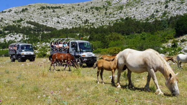 <font dir="auto" style="vertical-align: inherit;"><font dir="auto" style="vertical-align: inherit;">CABALGATA</font></font>