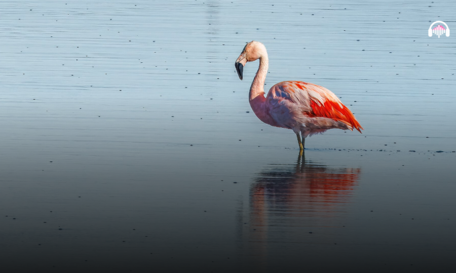 flamencos lago san roque