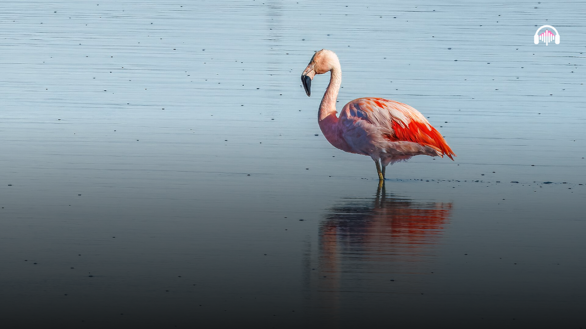 flamencos lago san roque